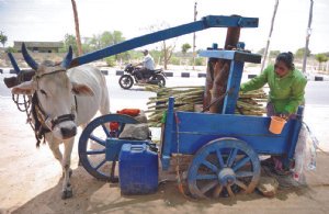 Una vaca ayuda a exprimir jugo de caña | Todo sobre el Azucar en Bolivia