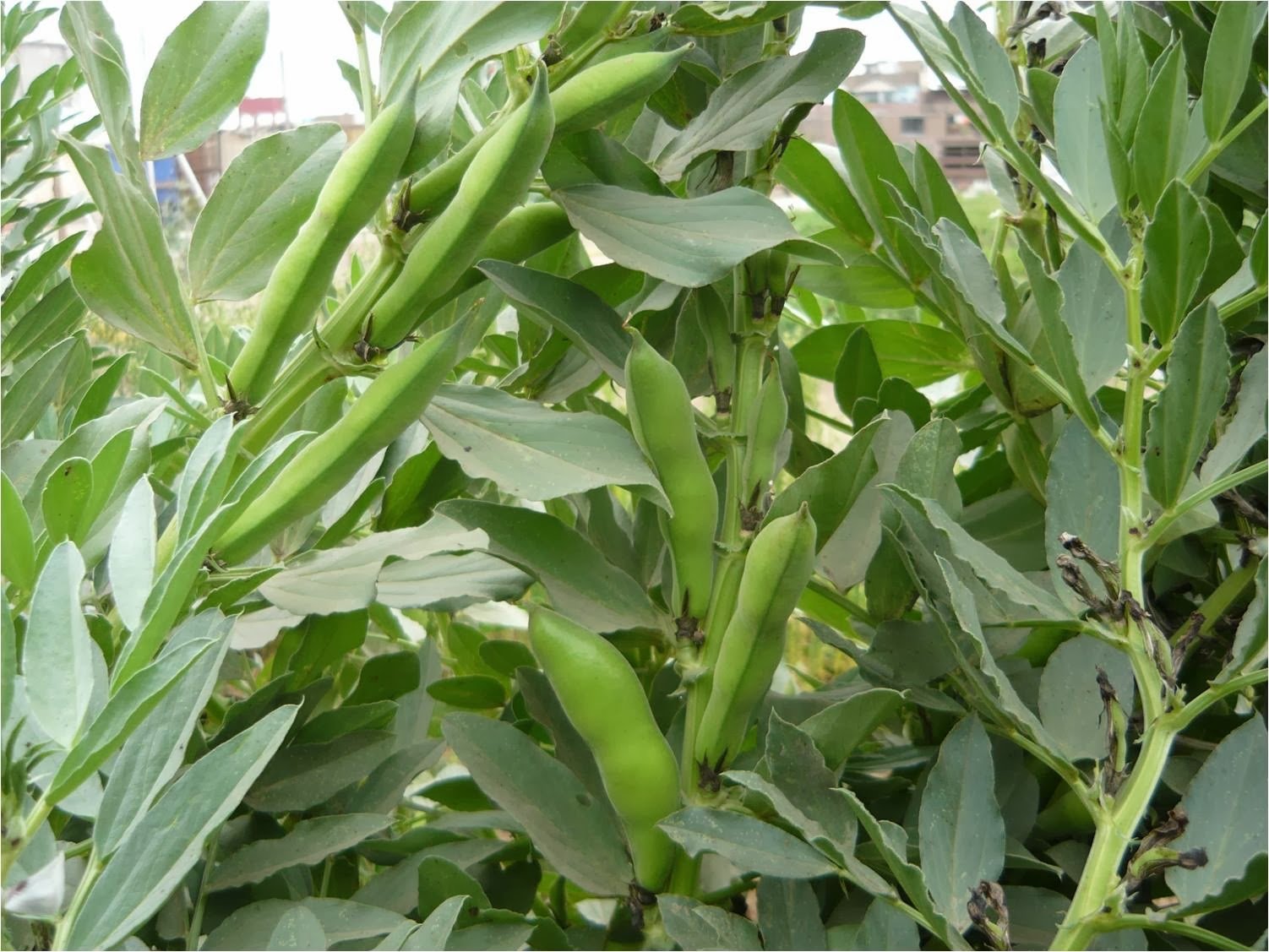 ALTERNATIVA ECOLÓGICA: CULTIVO DE HABAS VERDES