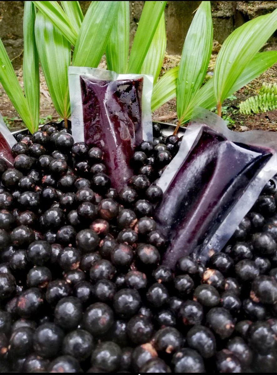 Selva Viva Colombia on Twitter: "El desarrollo sostenible es posible... Pulpa de Frutos silvestres de camu camu y açaí (asaí) desde Inírida, selva amazónica de Colombia #Biodiversity2020 #Biodiversidad #BiodiversityDay #DiaMundialdelaBiodiversidad ...