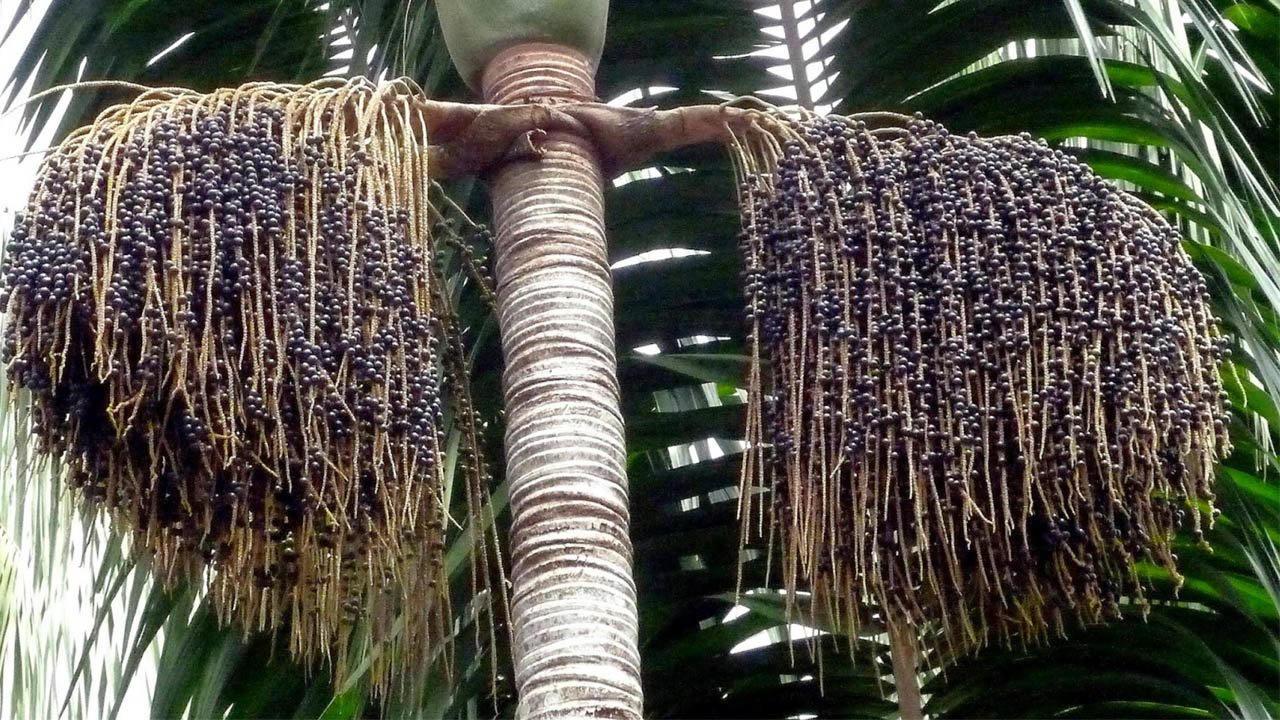 Sugieren potenciar el aprovechamiento de asaí en la Amazonía para reducir la pobreza - El País - Opinión Bolivia