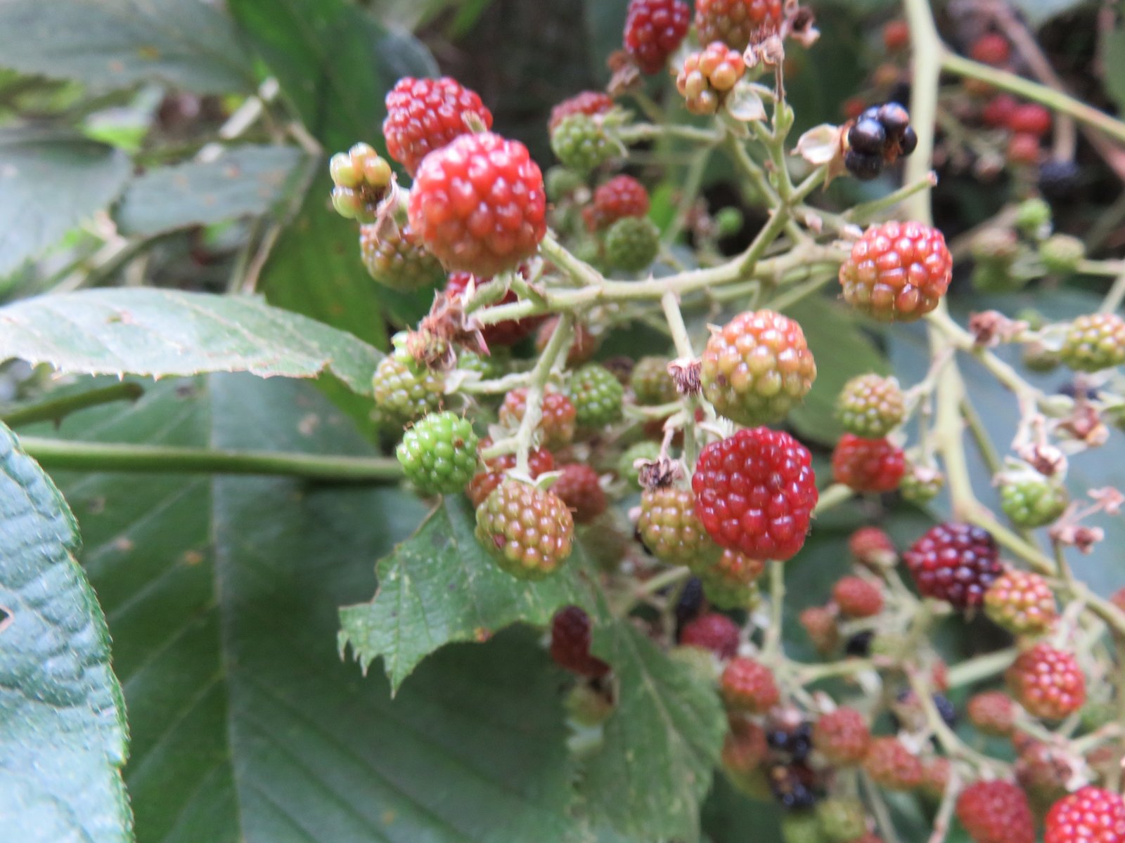 Rubus boliviensis · iNaturalist Ecuador