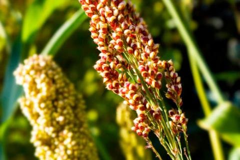 Quinoa o quinua, qué es y por qué tiene tanto valor nutricional