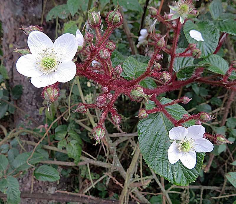 File:Rubus adenotrichus 1.jpg - Wikimedia Commons