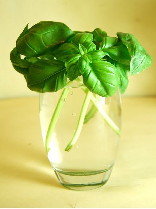 10 hierbas medicinales que puedes crecer en agua dentro de casa - Desinformémonos