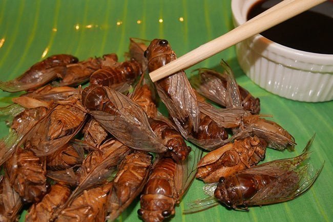 Cigarra comestible - (Cicadoidea) - Insectos comestibles en venta