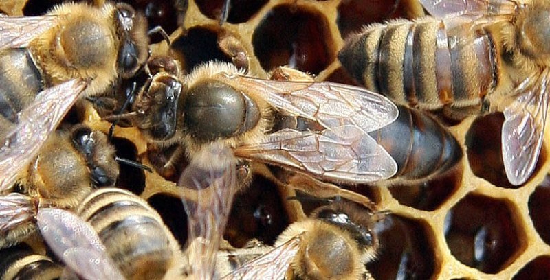 Abeja melífera - Información, características y curiosidades