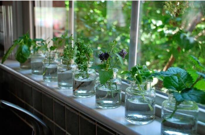 10 hierbas medicinales que puedes crecer en agua dentro de casa - Desinformémonos