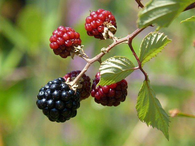 La mora silvestre: Características y cultivo | Arboles frutales