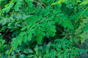 Beneficios de la moringa